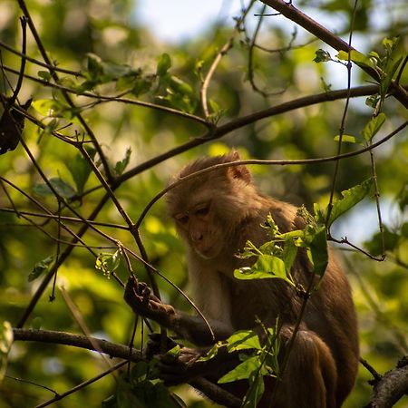 Hotel Tree Tops- A Serene Friendly Hotel In Sauraha Chitwan Buitenkant foto