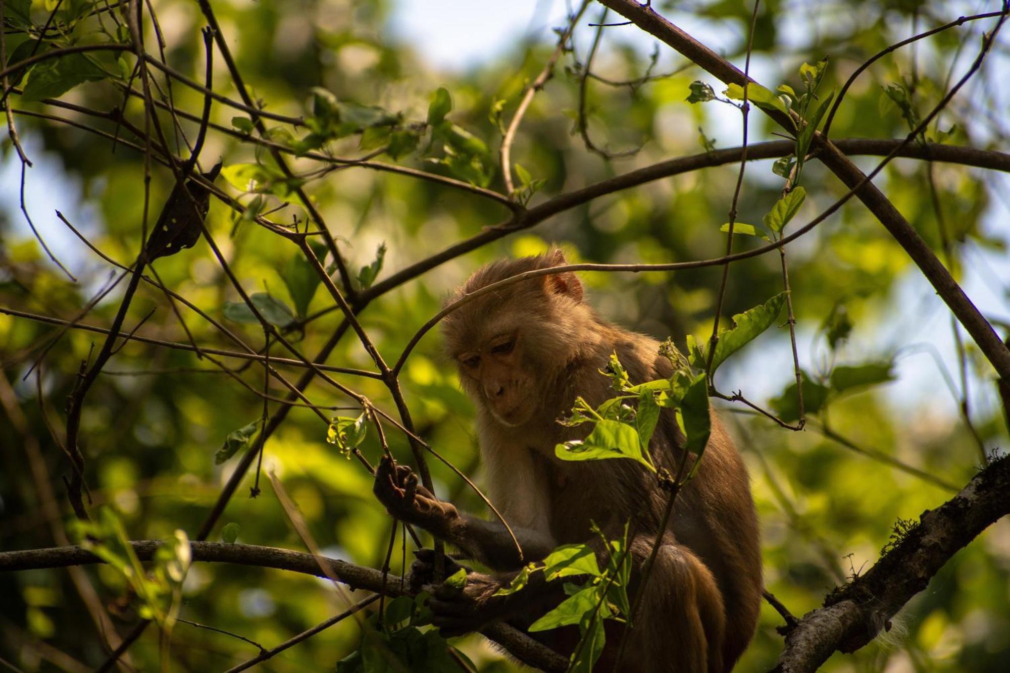 Hotel Tree Tops- A Serene Friendly Hotel In Sauraha Chitwan Buitenkant foto