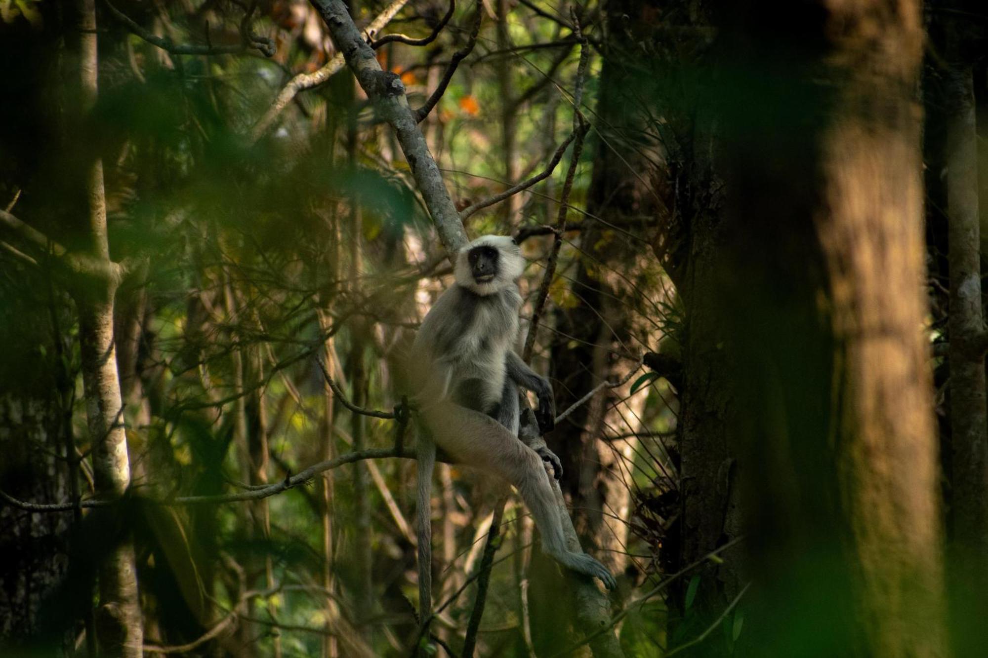 Hotel Tree Tops- A Serene Friendly Hotel In Sauraha Chitwan Buitenkant foto