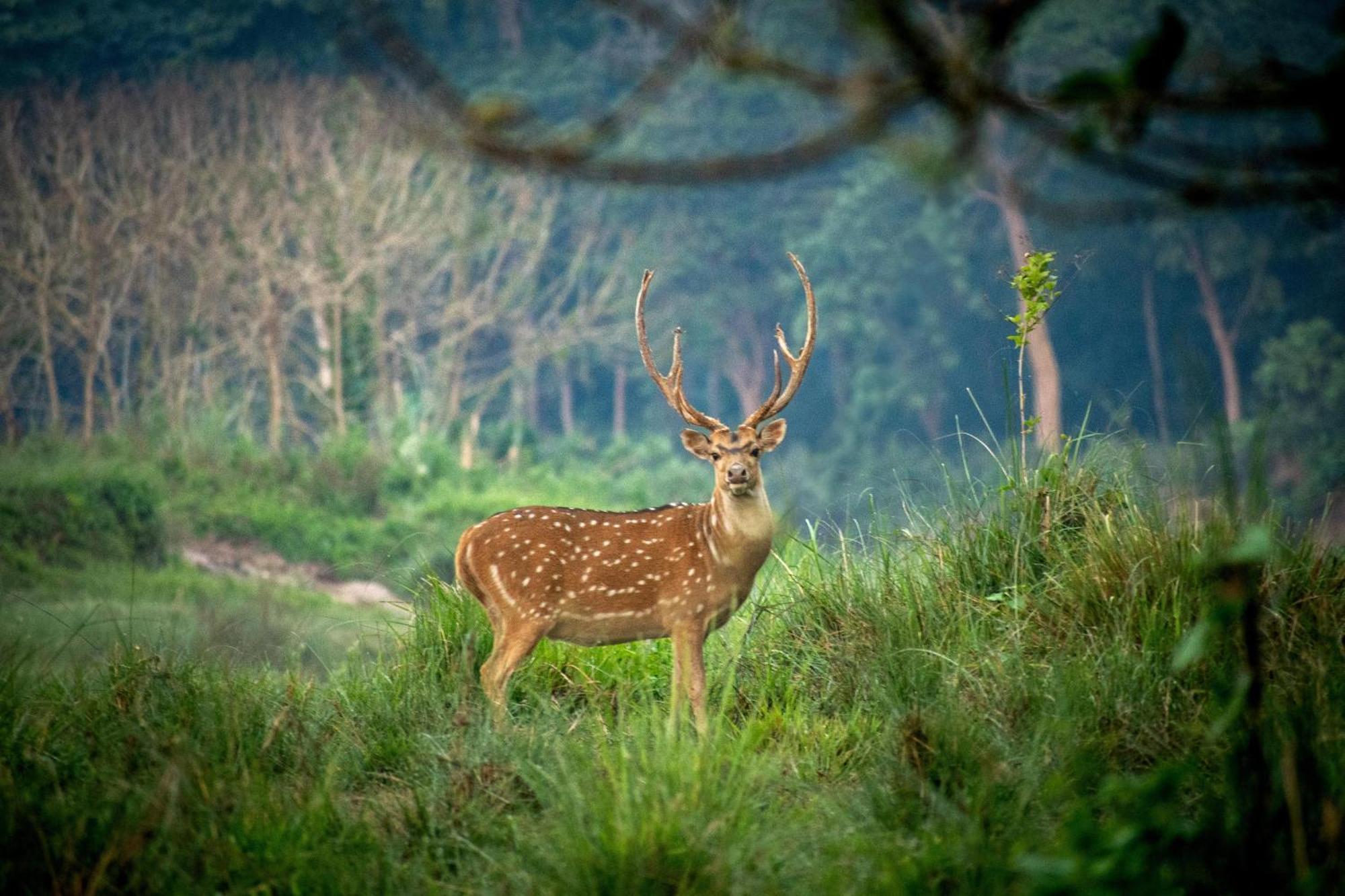 Hotel Tree Tops- A Serene Friendly Hotel In Sauraha Chitwan Buitenkant foto