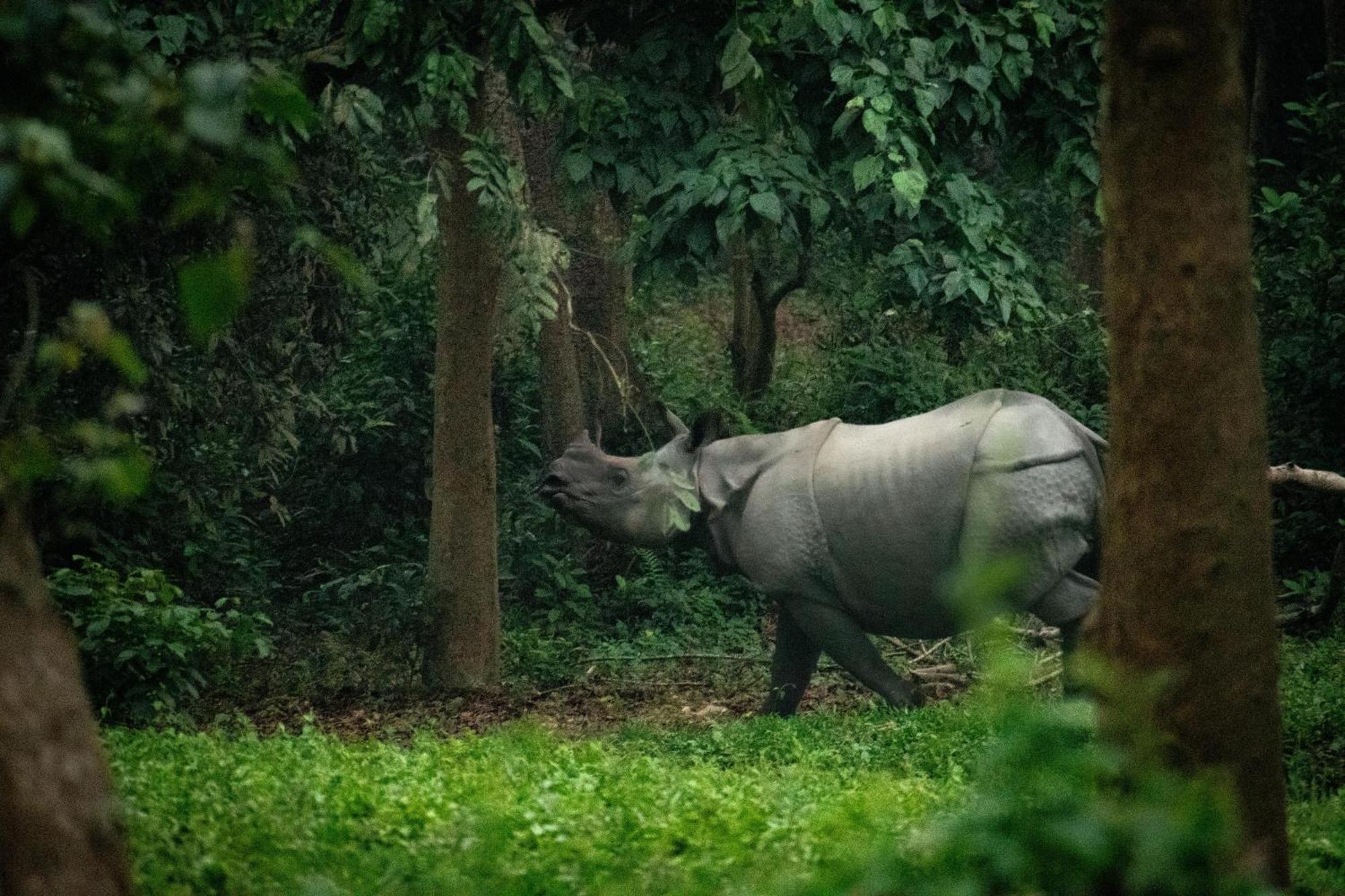 Hotel Tree Tops- A Serene Friendly Hotel In Sauraha Chitwan Buitenkant foto